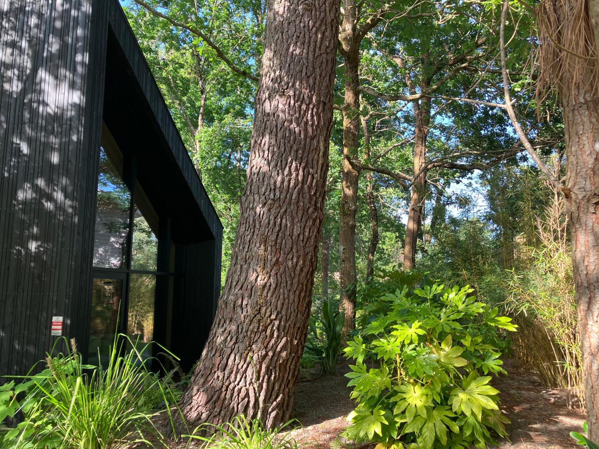 Nouveau - Ecolodge 'Calme Et Nature' - Avec Piscine Au Golf-Lac De Biscarrosse - Couchage 2 Personnes Dış mekan fotoğraf